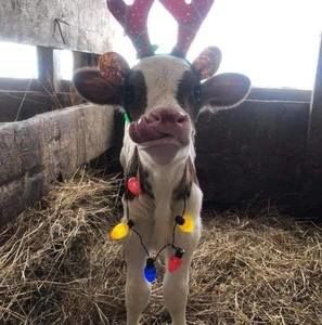 Meet your Posher, Cynthia